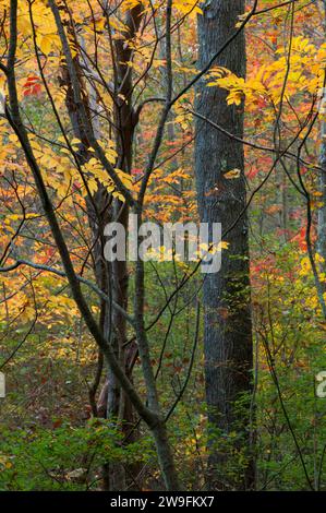 Shade Swamp Forest, Shade Swamp Sanctuary, Connecticut Stockfoto