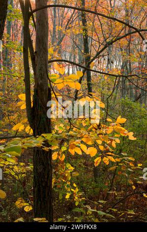 Shade Swamp Forest, Shade Swamp Sanctuary, Connecticut Stockfoto