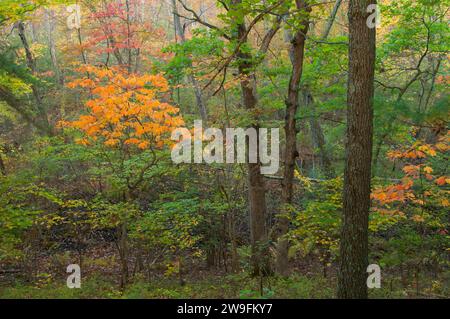 Shade Swamp Forest, Shade Swamp Sanctuary, Connecticut Stockfoto