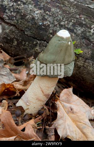 Pilz, Schatten Swamp Sanctuary, Connecticut Stockfoto