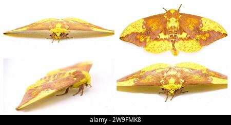 Imperial Moth - Eacles imperialis - eine sehr große gelbe rot orange braun lila große riesige Seidenmotte mit hoher Farbvariation. Isoliert auf wh Stockfoto