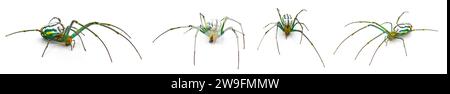 Leucauge argyrobapta oder Leucauge mabela (Mabel Orchard Orbweaver) ist eine Art von Langkiefer aus der Spinnenfamilie Tetragnathidae isoliert Stockfoto