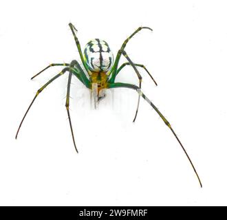 Leucauge argyrobapta oder Leucauge mabela (Mabel Orchard Orbweaver) ist eine Art von Langkiefer aus der Spinnenfamilie Tetragnathidae isoliert Stockfoto