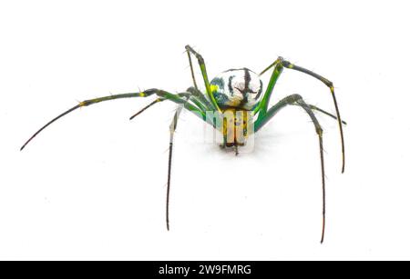 Leucauge argyrobapta oder Leucauge mabela (Mabel Orchard Orbweaver) ist eine Art von Langkiefer aus der Spinnenfamilie Tetragnathidae isoliert Stockfoto