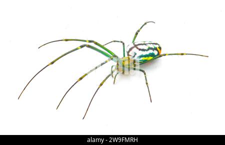 Leucauge argyrobapta oder Leucauge mabela (Mabel Orchard Orbweaver) ist eine Art von Langkiefer aus der Spinnenfamilie Tetragnathidae isoliert Stockfoto