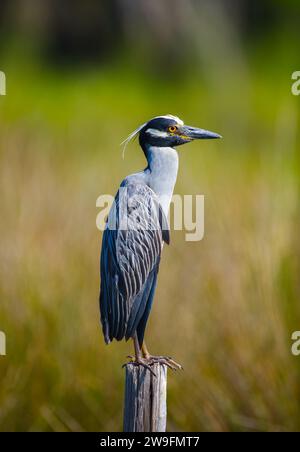 Der gelbgekrönte Nachtreiher Nyctanassa violacea, der früher in der Gattung Nycticorax beheimatet ist, ist eine von zwei Arten von Nachtreiher in Amerika, der Stockfoto