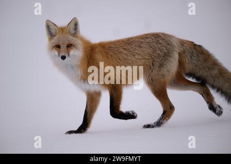 Rotfuchs Überquert Den Schnee Stockfoto