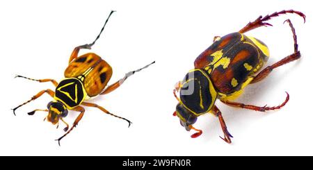 Trigonopeltastes delta, die Delta-Blume Scarab links sehr häufig, Scrub Palmetto Blume Scarab Chafer Käfer - Trigonopeltastes floridanus - auf Rig Stockfoto