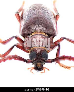 Prionus pocularis – Langhornkäfer mit Zahn – isoliert auf weißem Hintergrund, Vorderansicht oben Stockfoto