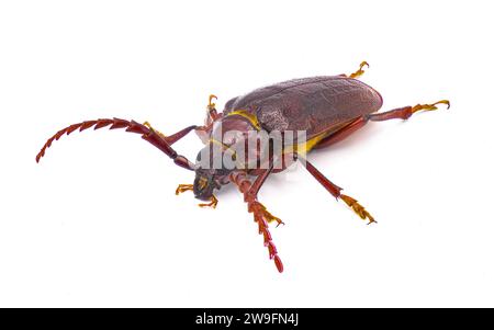 Prionus pocularis – Langhornkäfer mit Zahnhals – isoliert auf weißem Hintergrund, Ansicht des Seitenprofils oben vorn Stockfoto