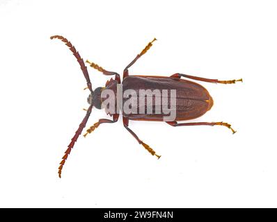 Prionus pocularis - zahnhalsiger Langhornkäfer - isoliert auf weißem Hintergrund oben dorsale Ansicht mit Zähnen auf beiden Seiten Stockfoto