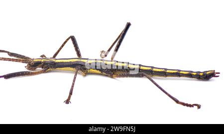 Großer südlicher, zwei gestreifter Wanderstock - Anisomorpha buprestoides - isoliert auf weißem Hintergrund großes volles Detail durch die Seitenansicht Nahaufnahme ve Stockfoto