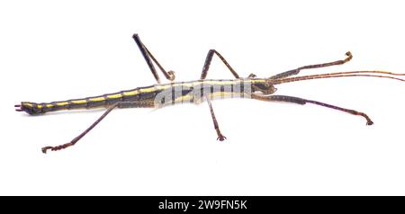 Großer südlicher, zwei gestreifter Wanderstock - Anisomorpha buprestoides - isoliert auf weißem Hintergrund, große Detailtiefe durch die Seitenansicht Nahaufnahme Stockfoto