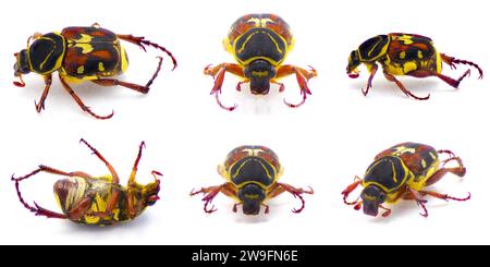 Peeling Palmetto Blume Scarab Chafer Käfer - Trigonopeltastes floridanus - selten gefunden nur auf oder in der Nähe von Scrub sah Palmetto - Sabal etonia - seinen Wirt pla Stockfoto