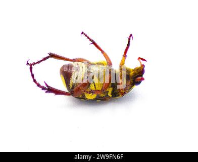 Peeling Palmetto Blume Scarab Chafer Käfer - Trigonopeltastes floridanus - selten gefunden nur auf oder in der Nähe von Scrub sah Palmetto - Sabal etonia - seinen Wirt pla Stockfoto