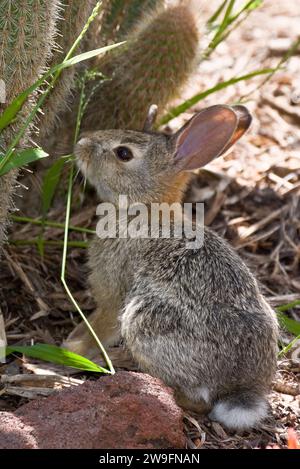 Ein kleines wildes Kaninchen mit braunem Fell ist elegant und süß Stockfoto