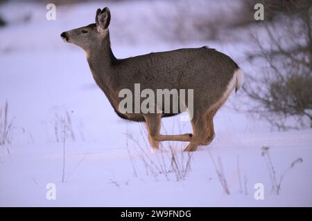 Maultierhirsche im Winter Stockfoto