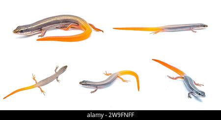 halbinsel Maulwurf Skink Eidechse - Plestiodon egregius onocrepis - isoliert auf weißem Hintergrund fünf Ansichten Stockfoto