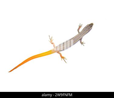 peninsula Mole Skink Eidechse - Plestiodon egregius onocrepis - oben dorsale Ansicht mit hübschem orange roten Schwanz isoliert auf weißem Hintergrund Stockfoto