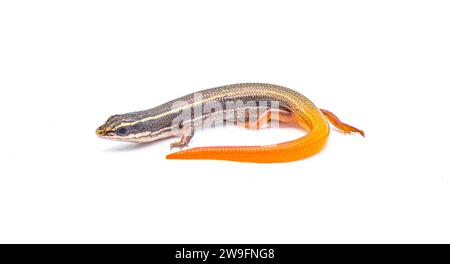 peninsula Mole Skink Eidechse - Plestiodon egregius onocrepis - Seitenansicht mit hübschen gewellten orange roten Schwanz isoliert auf weißem Hintergrund Stockfoto