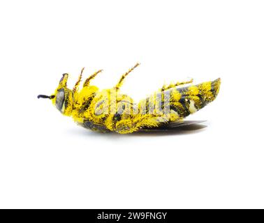 Makrostudio Stock Foto von toter Wespe auf der Rückseite mit gelben Pollen drauf. Starb an natürlichen Ursachen, isoliert auf weißem Hintergrund Stockfoto