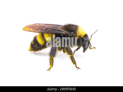 Wilde amerikanische Hummel - Bombus pensylvanicus - leicht mit gelbem Pollen isoliert auf weißem Hintergrund Seitenprofilansicht bestäubt Stockfoto