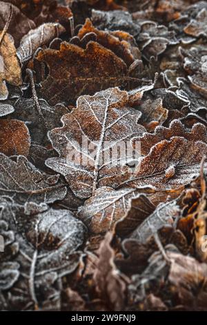 Makrophotographie gefrorener Blätter auf dem Boden, vertikal Stockfoto