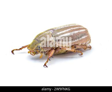 Gefütterter oder gestreifter Juni-Käfer - Polyphylla occidentalis - isoliert auf weißem Hintergrund, große Details durchgehend. Südöstliche Usa. Vorderseite Stockfoto