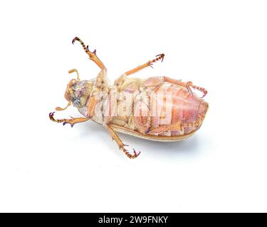 Gefütterter oder gestreifter Juni-Käfer - Polyphylla occidentalis - isoliert auf weißem Hintergrund, große Details durchgehend. Südöstliche Usa. Untere Entlüftung Stockfoto