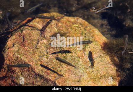 Einige westliche Stechmücken oder Gambusia affinis in einem Teich im Veteranen Oasis Park in Arizona. Stockfoto