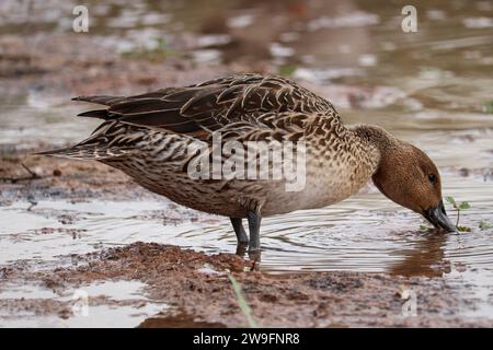 Weibliche nördliche pintail oder Anas acuta, die in einem flachen Teich auf der Uferranch in Arizona speisen. Stockfoto