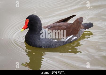 Gallinule oder Gallinula galeata schwimmen in einem Teich auf der Uferranch in Arizona. Stockfoto