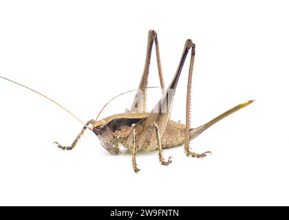 Große weibliche braune Katydid. Robuster Schild oder Schildträger - Atlanticus gibbosus - extrem großer und dicker Körper, lange Beine und Ovipositor. Isolat Stockfoto