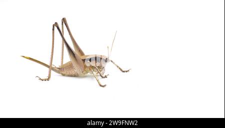 Große weibliche braune Katydid. Robuster Schild oder Schildträger - Atlanticus gibbosus - extrem großer und dicker Körper, lange Beine und Ovipositor. Isolat Stockfoto