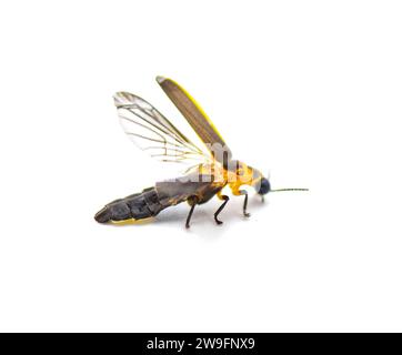 Photinus collustrans - eine Glühwürmchen- oder Feuerfliege, Blitzkäfer, Glühwürmchen ein zunehmend seltenes Insekt aufgrund der Entwicklung und des baulichen Verlustes von Lebensraum. Stockfoto