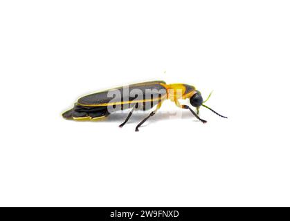 Photinus collustrans - eine Glühwürmchen- oder Feuerfliege, Blitzkäfer, Glühwürmchen ein zunehmend seltenes Insekt aufgrund der Entwicklung und des baulichen Verlustes von Lebensraum. Stockfoto