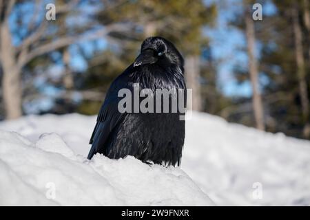 Raven im winter Stockfoto