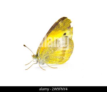 Nathalis iole, der zierliche Schwefel oder Zwerggelb, ist ein nordamerikanischer Schmetterling und kleinster in der Familie der Pieridae. Isoliert auf weißem Hintergrund-sid Stockfoto
