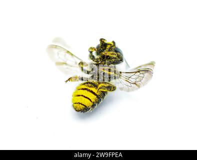 Flachschwanz-Blattschneider Bee - Megachile mendica - auch Blattschneider, maurer, Obstgarten oder Kuckuckbiene genannt. Isoliert auf weißem Hintergrund unten Ventral V Stockfoto