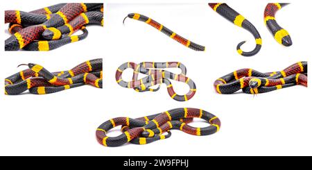 Viele Ansichten der giftigen östlichen Korallenschlange - Micrurus fulvius - Nahaufnahme von Kopf, Auge, Zunge und Muster mit großmaßstäblichen Details, die auf wh lokalisiert sind Stockfoto
