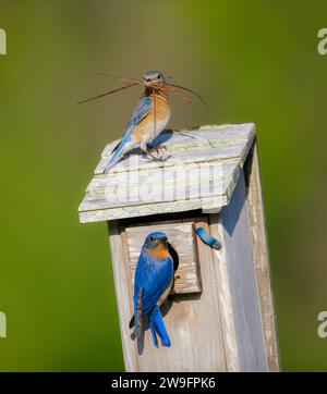 Eastern Bluebird - Sialia sialis - erwachsenes männliches und weibliches Tier mit Kiefernnadeln zum Nestern für Babys in Vogelkästchen, Vogelkästchen, Vogelhäuschen Stockfoto