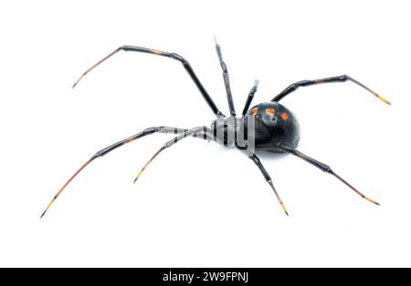 Latrodectus mactans – die südliche schwarze Witwe oder die Schuhknopfspinne, ist eine giftige Spinnenart der Gattung Latrodectus. In Florida. Jung Stockfoto