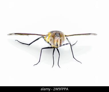 Kleine Bienenfliege - Exoprosopa fascipennis - Florida-Version der üblichen schwebfliegen- oder Schwebefliegenart. Isoliert auf weißem Hintergrund, Vorderansicht Stockfoto