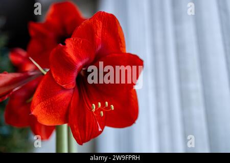 Abstrakte Ansicht einer roten amaryllis-Pflanzenblume in Blüte mit defokussiertem weißen vertikalen Jalousien Hintergrund Stockfoto