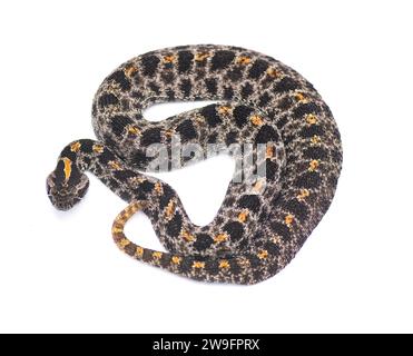 Dunkle Pigmy oder Pygmy Klapperschlange - Sisturus miliarius barbouri - isoliert auf weißem Hintergrund oben dorsale Ansicht von oben Stockfoto