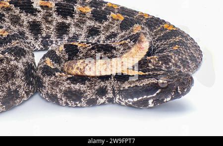 Giftige Dusky Pygmy oder pigmy Klapperschlange - Sistrurus miliarius barbouri - Nahaufnahme von Kopf, Augen, Schwanz und Muster. Seitenansicht mit toller Aussicht Stockfoto