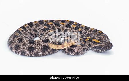 Dunkle Pigmy- oder Pygmy-Klapperschlange - Sisturus miliarius barbouri - volle Sicht auf die gesamte Schlange mit großer Detailgenauigkeit. Isoliert auf weißem Hintergrund Stockfoto