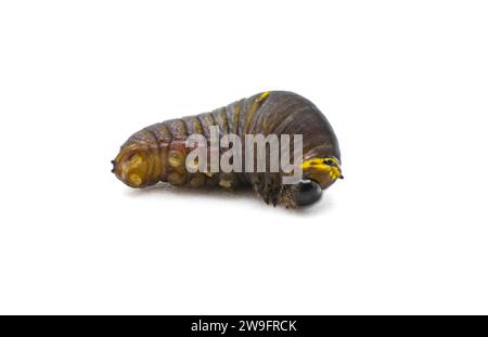 Protographium marcellus – zebraschwalbenschwanzraupe – ist ein Schmetterling aus dem Osten der Vereinigten Staaten. Erstes Stadium mit Beinen und Schnitt Stockfoto