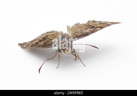 Horaces Duskywing - Erynnis horatius - ein kleiner mittelbrauner Schmetterling mit weißen Flecken an den Flügelspitzen isoliert auf weißem Hintergrund Stockfoto