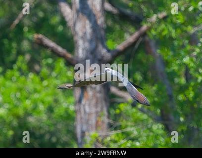 mississippi Drachen - Ictinia mississippiensis im Flug fliegen und fliegen vor Waldbäumen Hintergrund mit Flügeln nach unten und roten Augen zeigen Stockfoto